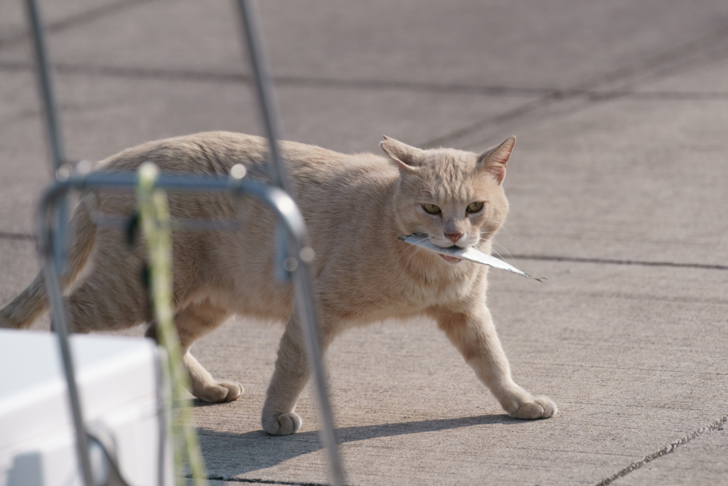 ♪お魚銜えたトラ猫