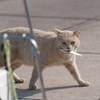 ♪お魚銜えたトラ猫