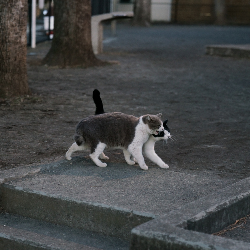 ノラ公園 (1)