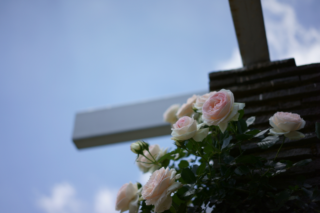 空と薔薇
