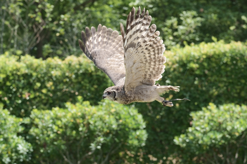 ワシミミズクのオリバー (1)