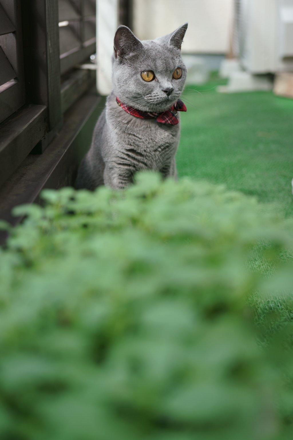 ベランダのレイ