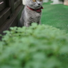 ベランダのレイ