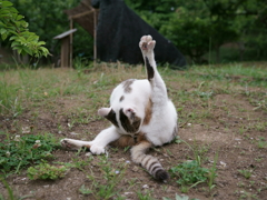 公園のノラ (2)