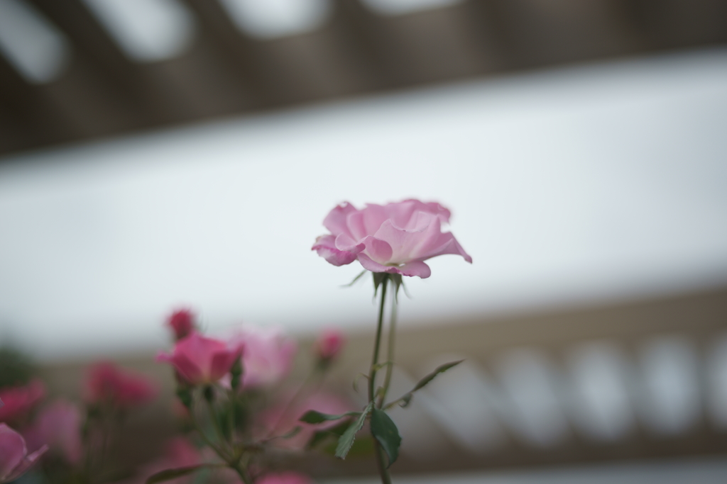 カナガーデンの花