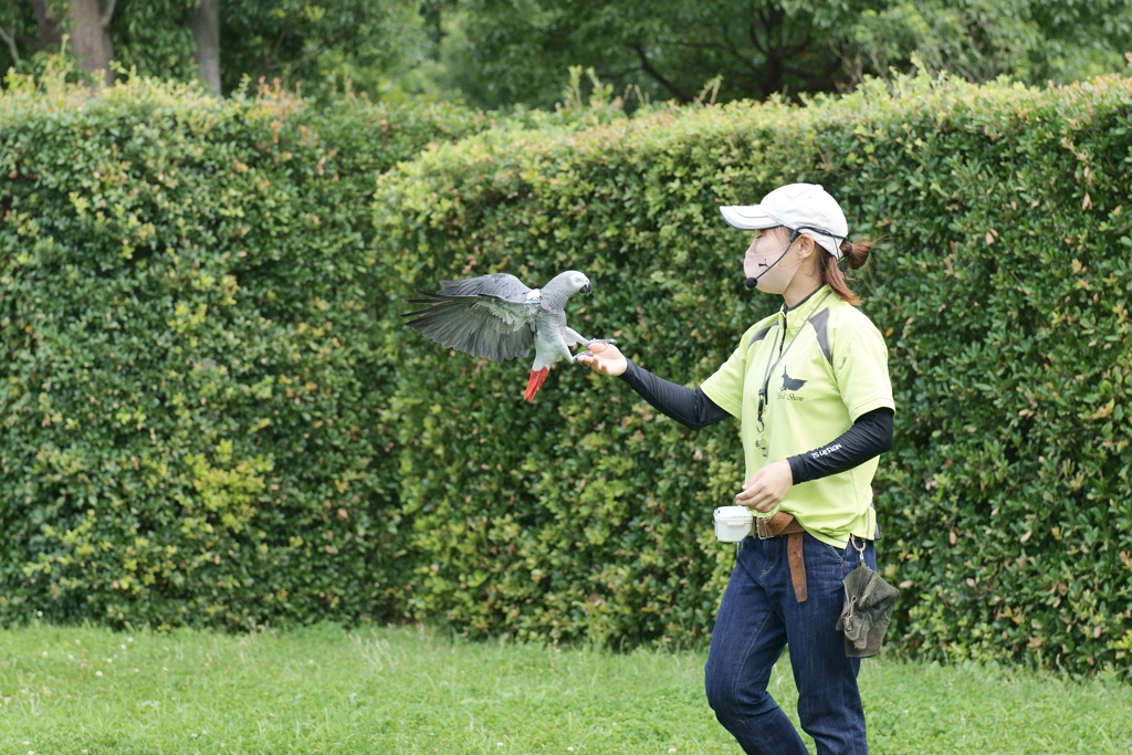 ヨウムのテル