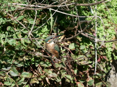 真昼のカワセミ (1)