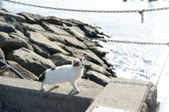 海岸のネコ