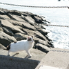 海岸のネコ