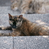 階段で