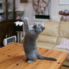 猫じゃらしに夢中