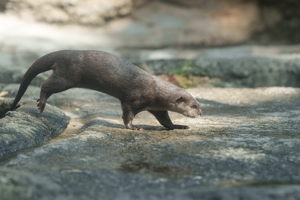 カワウソ走る！（1）