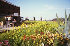 レンガ倉庫の花畑