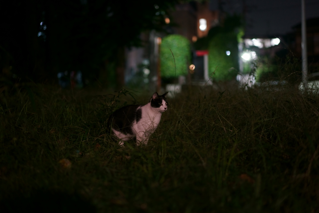 夜ニャン (3)