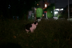 夜ニャン (3)