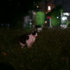 夜ニャン (3)