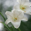 花撮り散歩 (2)