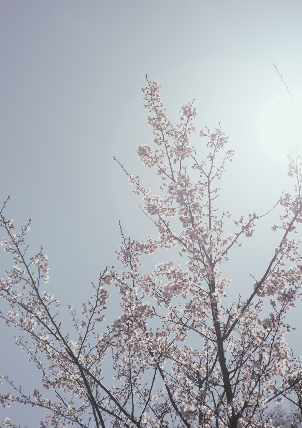 桜と太陽