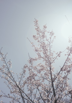 桜と太陽