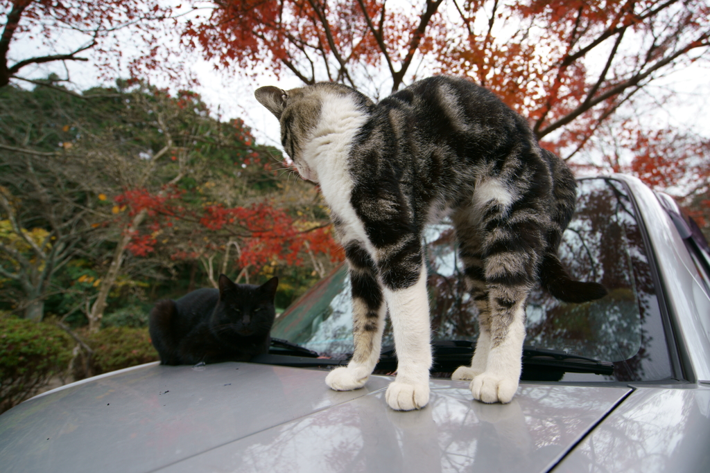 紅葉ストレッチ