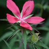 花撮り散歩 (1)