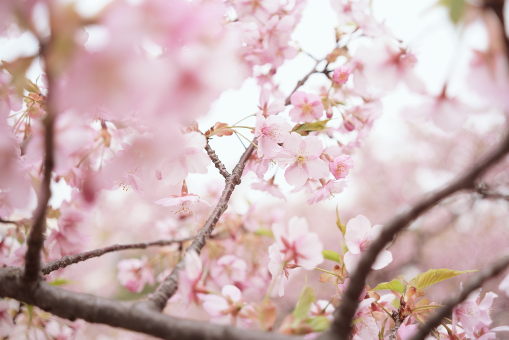 河津桜