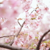 河津桜