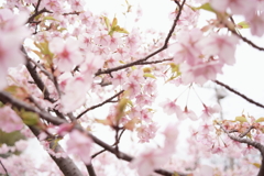 河津桜