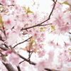 河津桜