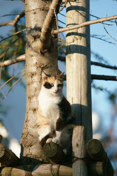 木登り猫（2）