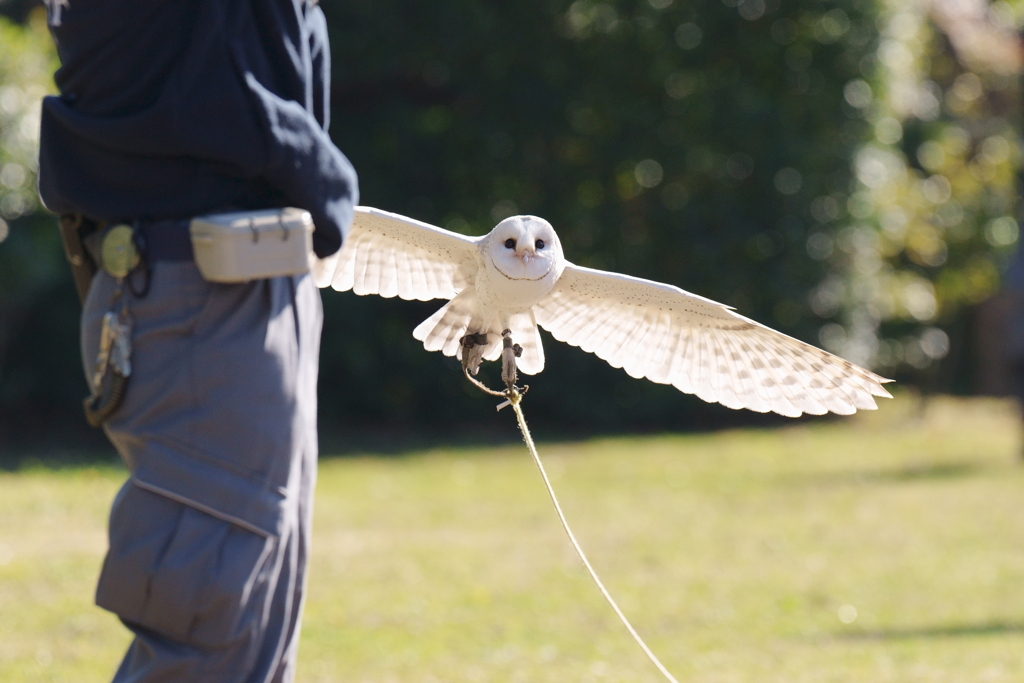 メンフクロウの着掌 (2)
