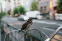 新宿通りのスズメ