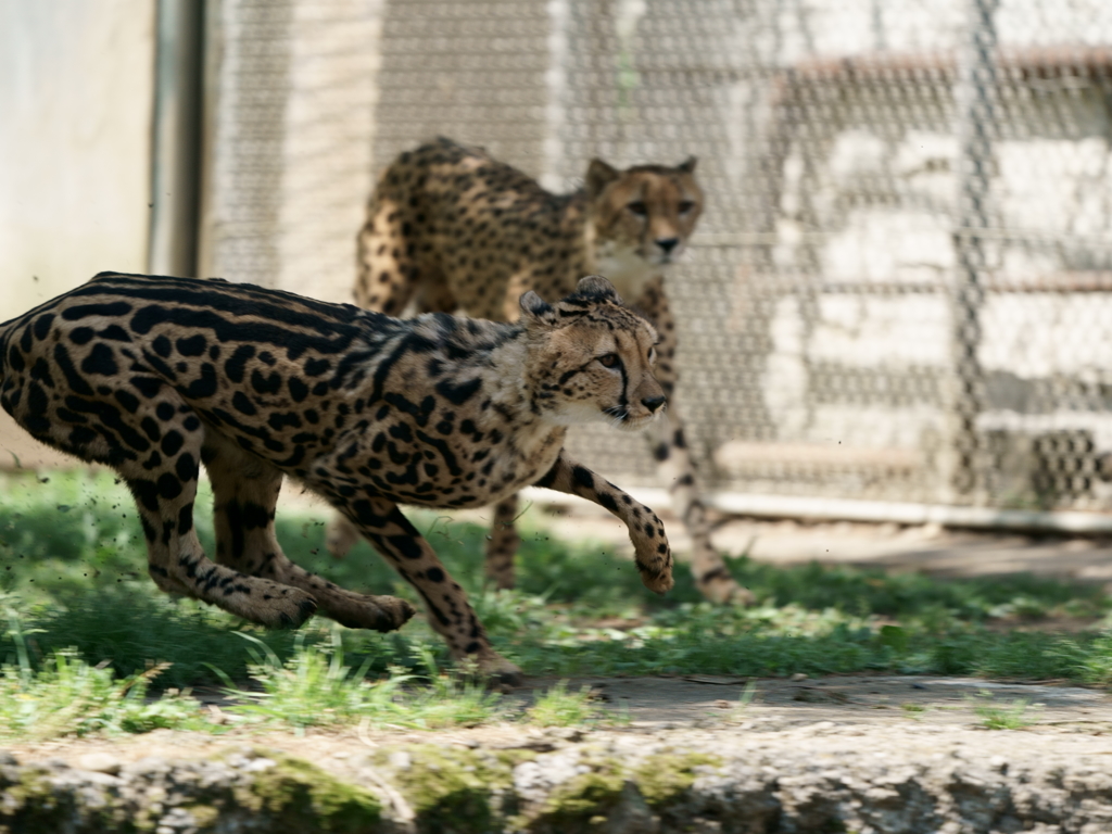 チーター足慣らし (2)