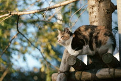 木登り猫（3）