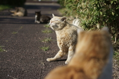 猫カーブ