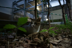 夕暮れニャンコ(2)