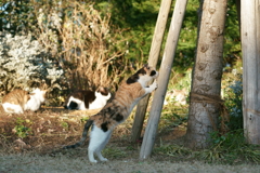 木登り猫（1）