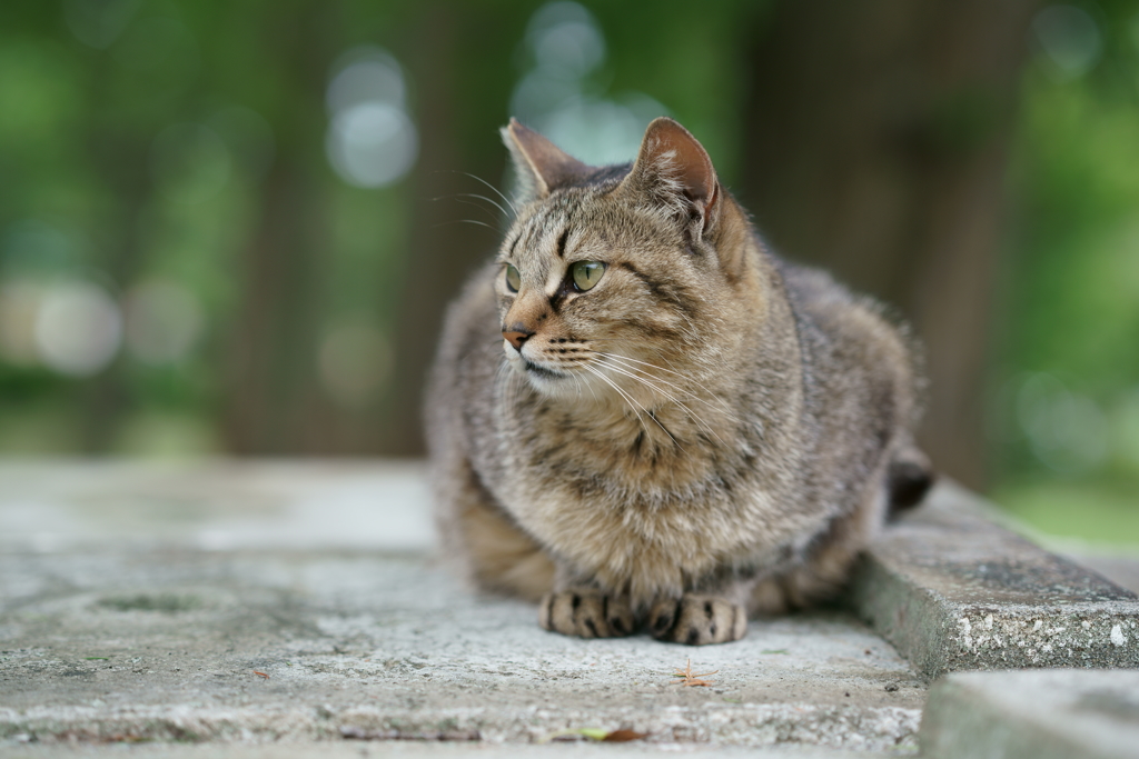 キジトラニャン