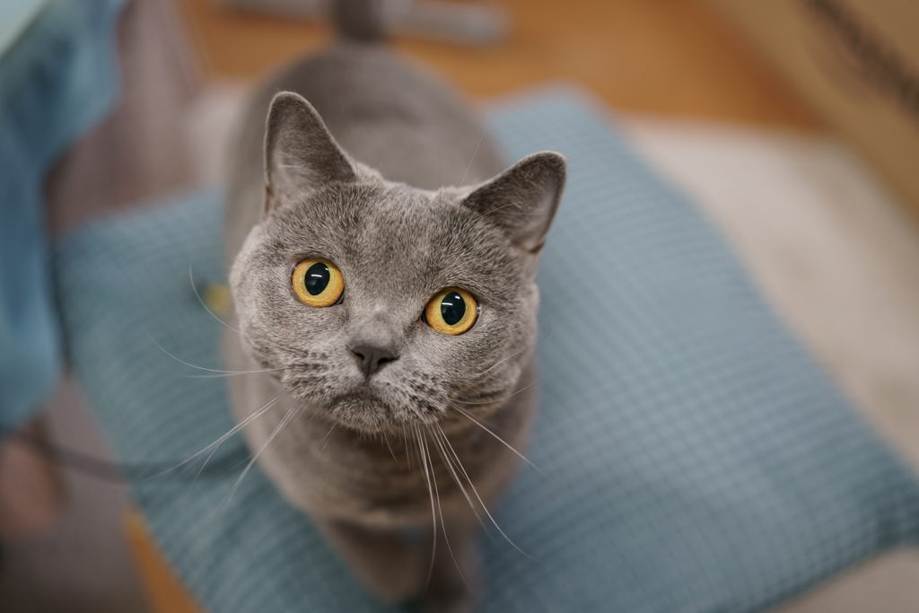 動物瞳AF (1)