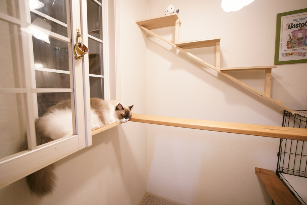 猫部屋開放 (1)