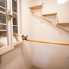 猫部屋開放 (1)