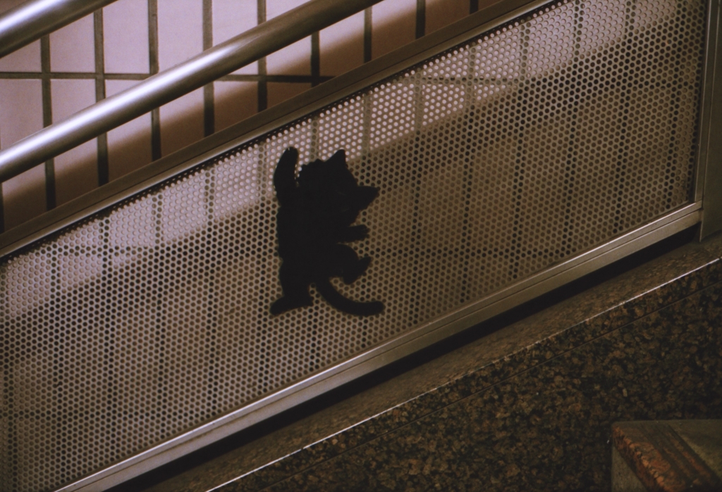 踊り場の猫 (4)