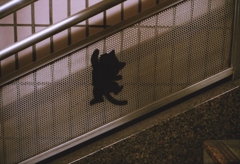 踊り場の猫 (4)