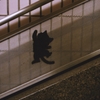 踊り場の猫 (4)