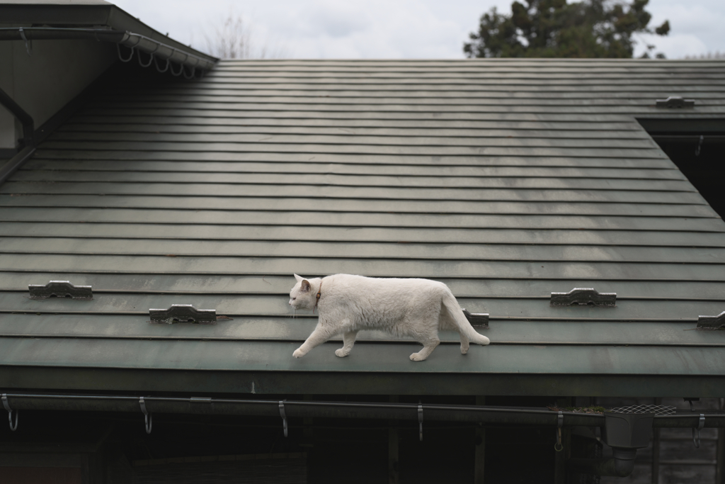 屋根の上に猫