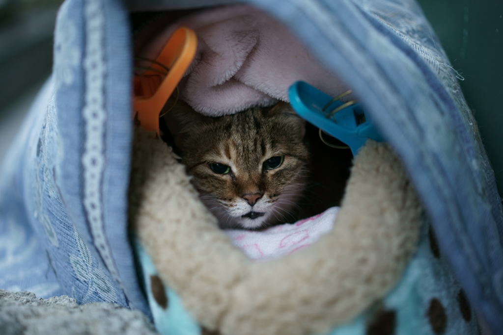 ペントハウス