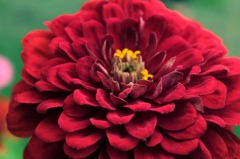 深紅