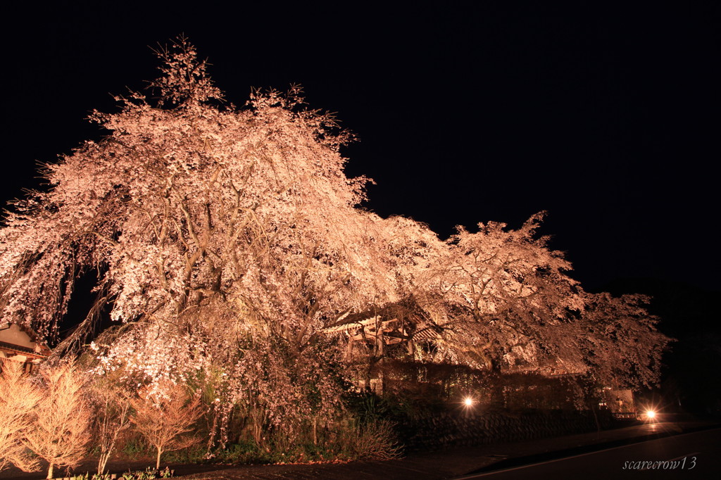 枝垂れ桜１