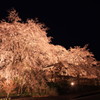 枝垂れ桜１