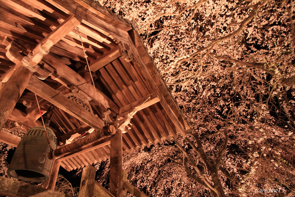 枝垂れ桜２